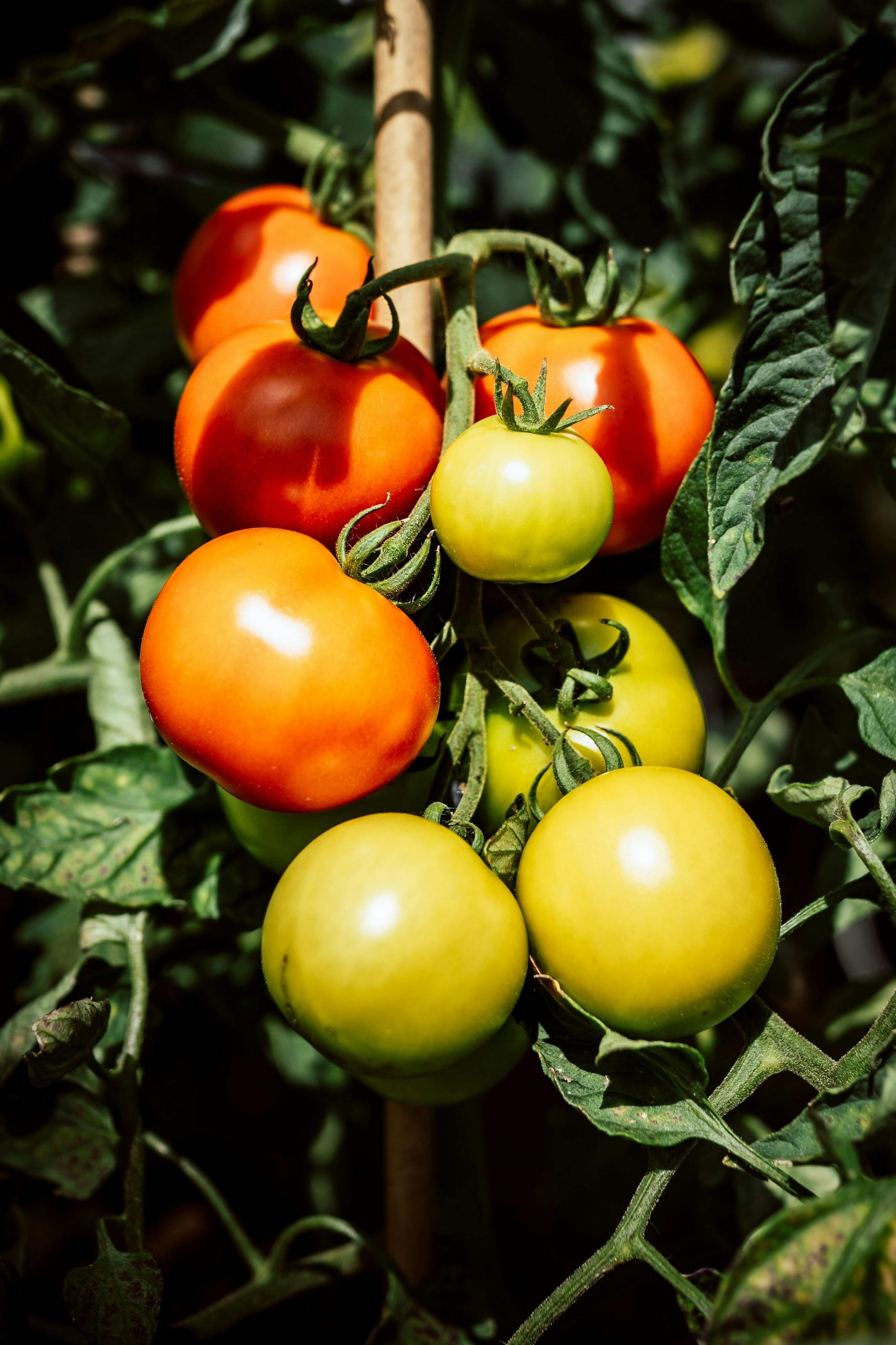 Essentiële producten voor een veehouder