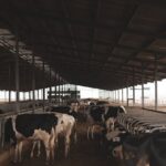 Een stal bouwen waar ongedierte geen kans krijgt